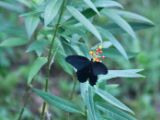 20120808 IMG 4556