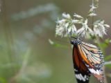 20120808 IMG 4597