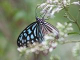 20120808 IMG 4599