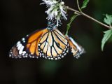 20120808 IMG 4604