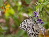 20120808 IMG 4660