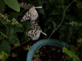 20120808 IMG 4680