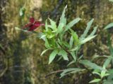 20120808 IMG 4733