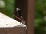 20120808 IMG 4746