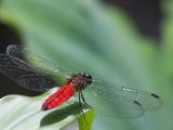 20120808 IMG 4761