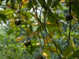 20120808 IMG 4925