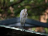 20120808 IMG 4969