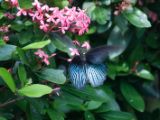 20120808 IMG 4996