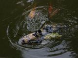 20120808 IMG 5074