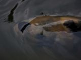 20120808 IMG 5075