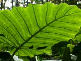 20120812 IMG 6025