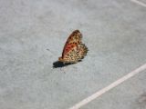 20120812 IMG 6089