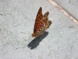 20120812 IMG 6091