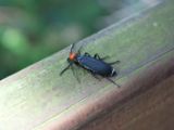 20120812 IMG 6156