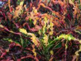20120815-IMG 6578