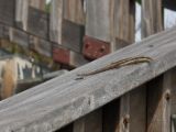 20120816-IMG 6624