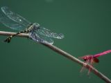 20120820-IMG 6876