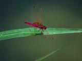 20120820-IMG 6884