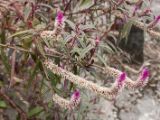 20120820-IMG 7147