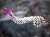20120820-IMG 7148