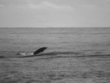 20120821-IMG 7302