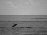 20120821-IMG 7303