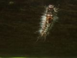 20120821-IMG 7366