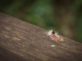 20120821-IMG 7564