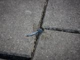 20120821-IMG 7595