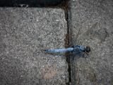 20120821-IMG 7597