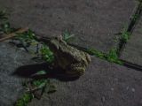 20120821-IMG 7598